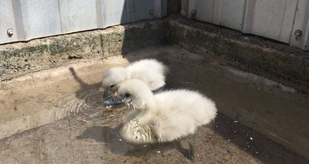 Aves fueron alimentadas con papilla y luego trasladadas a una jaula con agua en el centro de rescate, donde se mantienen en buenas condiciones y bajo observación veterinaria.