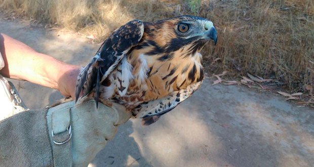 El ave ya se recuperó y fue liberado en la misma Reserva Nacional Lago Peñuelas.