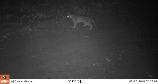 De escurridizo deambular y costumbres nocturnas, el gato Colocolo (Leopardus colocolo) no es un animal fácil de avistar ni menos de fotografiar.