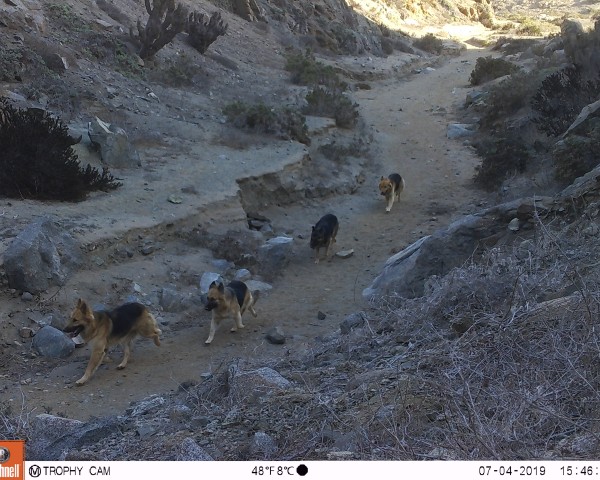 Perros captados con cámaras trampa en el Parque Nacional Llanos de Challe.