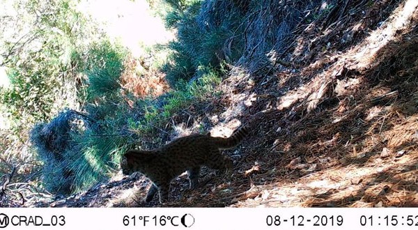En esta primera recolección de fotografías de cámaras trampas también permitió se certificó la presencia del gato güiña (Leopardus guigna), que está en categoría vulnerable y es el más pequeño de su especie.