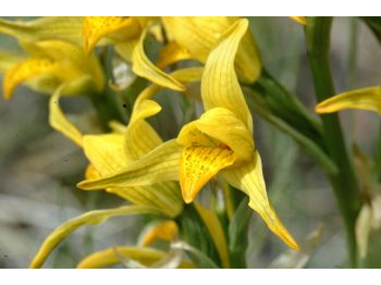 En la actualidad se conservan catorce especies de orquídeas en el Parque Nacional Patagonia (Jeinimeni, Tamango y Valle Chacabuco)