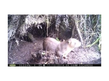Monitoreo de huillín (Lontra provocax) en el Parque Nacional Chiloé y sectores aledaños, Región de los Lagos