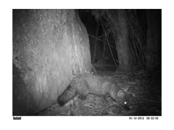Conservación del zorro de Darwin (Lycalopex fulvipes) implementando medidas de mitigación a sus principales amenazas en el Parque Nacional Nahuelbuta, Región de La Araucanía.