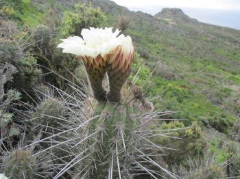 Desierto florido en isla Chañaral: revisión y actualización del catálogo florístico
