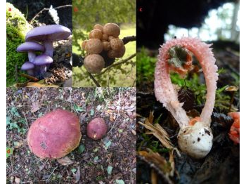 Estado del arte de la conservación del reino Fungi en Chile