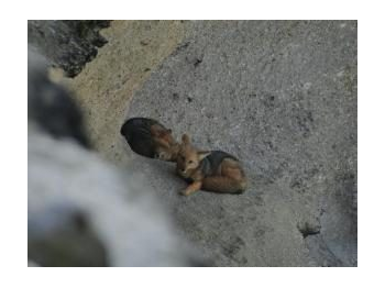 Presencia de zorro culpeo (Lycalopex culpaeus) en el Monumento Natural La Portada, Región de Antofagasta.