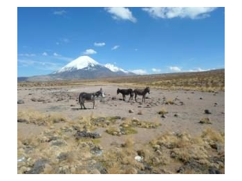 Evaluación de la presencia de especies exóticas invasoras al interior del Parque Nacional Lauca, Región de Arica y Parinacota
