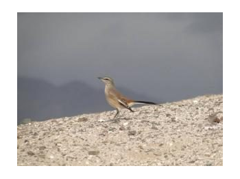 Tenca de alas blancas (Mimus triurus) en el Monumento Natural La Portada, Región de Antofagasta