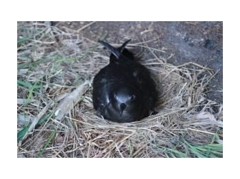 Riqueza y abundancia invernal de aves pelágicas en el Santuario de la Naturaleza Motu Nui, Motu Iti y Motu Kao Kao, provincia de Isla de Pascua