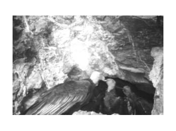 Presencia de piuchén (Desmodus rotundus) y nidificación de jote de cabeza colorada (Cathartes aura) en el Parque Nacional Morro Moreno, Región de Antofagasta