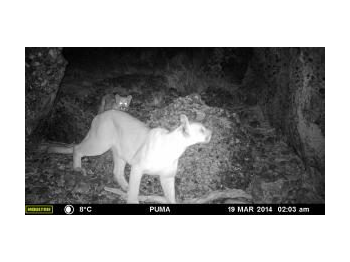 Monitoreo de fauna nativa mediante cámaras trampas en el Monumento Natural Cueva del Milodón