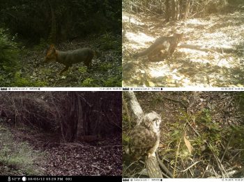 Registros de especies de fauna local en la Reserva de la Biósfera La Campana-Peñuelas