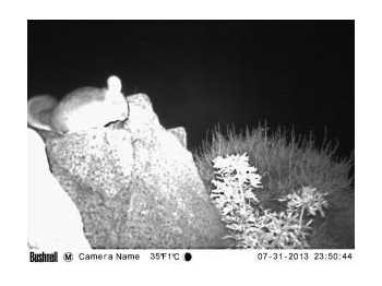 Hallazgo fotográfico de chinchilla chilena (Chinchilla laniger) en el sector de Corral de Piedra, comuna de La Higuera, Región de Coquimbo