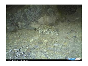 Primeros registros de gato andino (Leopardus jacobita) en el Parque Nacional Volcán Isluga y Parque Nacional Salar del Huasco.