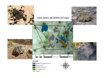 Anuros en el Monumento Natural Salar de Surire, Reserva de la Biósfera Lauca, Región de Arica y Parinacota