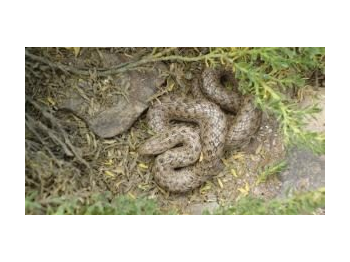 Aplicación de un modelo digital de elevación (DEM) para representar el área de distribución altitudinal de culebra de cola corta peruana (Tachymenis peruviana) en la Reserva de la Biósfera Lauca, Región de Arica y Parinacota