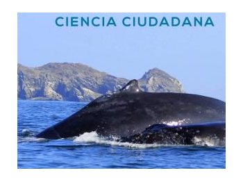 Ciencia ciudadana, una herramienta aplicada por operadores turísticos y guardaparques al registro de avistamientos de cetáceos durante los años 2014-2017 frente a isla Chañaral, Reserva Nacional Pingüino de Humboldt