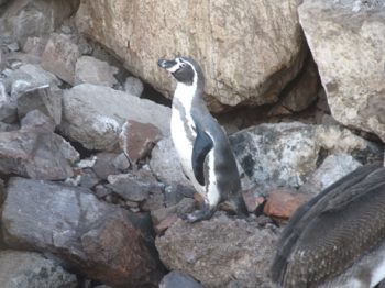Análisis de la abundancia, estado reproductivo y amenazas del pingüino de Humboldt (Spheniscus humboldti) en la Región de Antofagasta, periodo 2016-2017