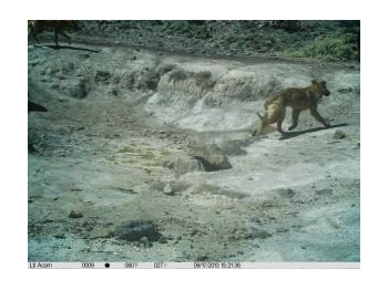 Presencia de perros (Canis familiaris) en el Parque Nacional Llanos de Challe: necesidad de acciones para el control de las amenazas en las áreas protegidas de la Región de Atacama