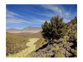 Caracterización de hábitat y distribución espacial de formaciones boscosas de queñoa (Polylepis tarapacana) en los territorios del Parque Nacional Salar del Huasco, Región de Tarapacá.***