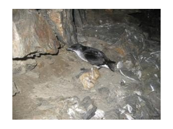 Monitoreo de la población reproductiva del yunco (Pelecanoides garnotii) en la Reserva Nacional Pingüino de Humboldt, Chile