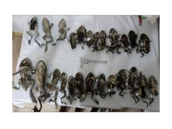 Mortalidad masiva de la rana grande chilena (Calyptocephalella gayi) en la Reserva Nacional El Yali