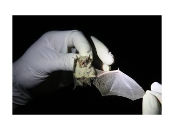 Caracterización morfológica y bioacústica de los murciélagos (Chiroptera) de la Reserva Nacional Pampa de Tamarugal