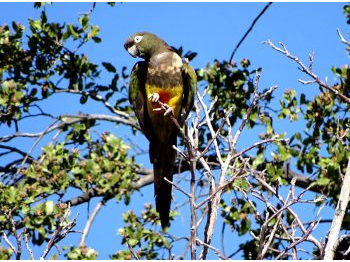 Tricahues (Cyanoliseus patagonus bloxami) del Alto Cachapoal, Región de O’Higgins, Chile: crecimiento poblacional a treinta y dos años de la creación de la Reserva Nacional Río de Los Cipreses (1985-2017)