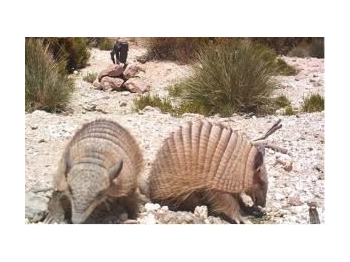 Abundancia relativa y patrones de actividad de Chaetophractus nationi (Thomas, 1894), en la Reserva de la Biósfera Lauca