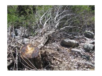 Elección de método para control de plagas: álamo negro (Populus nigra L.), en la Reserva Nacional Río Clarillo, Pirque, Región Metropolitana