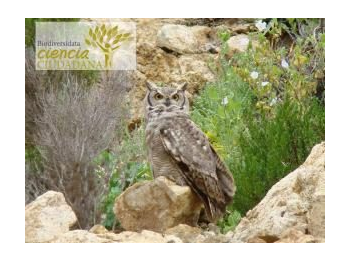 Sobreposición de dieta estacional de Tucúquere (Bubo magellanicus) y Lechuza Blanca (Tyto alba) mediante el estudio de egagrópilas en la Reserva Nacional Río Clarillo