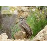 Sobreposición de dieta estacional de Tucúquere (Bubo magellanicus) y Lechuza Blanca (Tyto alba) mediante el estudio de egagrópilas en la Reserva Nacional Río Clarillo