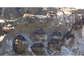 Zonas de mayor riqueza y abundancia de aves costeras en isla Mocha: antecedentes para gestión y manejo