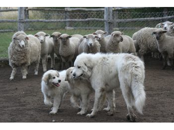 Perros Protectores de Rebaños: una herramienta del Viejo Mundo para la conservación en la Patagonia chilena