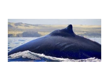 Registro de avistamientos y evaluación de malas prácticas asociadas a la observación de cetáceos en aguas adyacentes a la Reserva Nacional Pingüino de Humboldt, sector isla Chañaral
