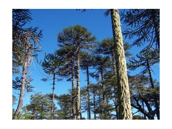 Estructura y regeneración de los bosques de araucaria (Araucaria araucana) afectados por lahares en el sector Captrén del Parque Nacional Conguillío, Región de La Araucanía