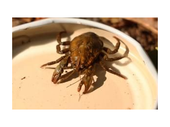 Línea base de cangrejito tigre, Aegla concepcionensis (Arthropoda: Malascostraca) en la Reserva Nacional Nonguén, Región del Biobío