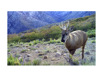 Extensión de la presencia y área de ocupación del huemul del sur (Hippocamelus bisulcus) en la zona central de Chile