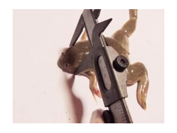 Caracterización y estimación del tamaño poblacional de la rana africana (Xenopus laevis) en el Santuario de la Naturaleza Laguna El Peral, Región de Valparaíso