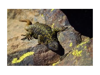 Antecedentes ecológicos de Phymaturus vociferator (Squamata: Liolaemidae) en el Parque Nacional Laguna del Laja (Sauria, Liolaemidae)