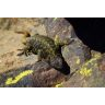 Antecedentes ecológicos de Phymaturus vociferator (Squamata: Liolaemidae) en el Parque Nacional Laguna del Laja (Sauria, Liolaemidae)