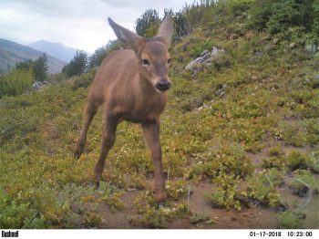 Intervención del proceso de sucesión vegetacional con fines de mejoramiento de hábitat de huemul (Hippocamelus bisulcus) en sector Cerro Huemules de la Reserva Nacional Río Simpson, Región de Aysén