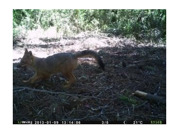 Mesomamíferos en la Reserva Nacional Nonguén: antecedentes de una reserva reciente y cercana a una gran ciudad, Concepción, Chile