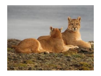 Estimación de la densidad poblacional de puma (Puma concolor) en el sector noreste del Parque Nacional Torres del Paine