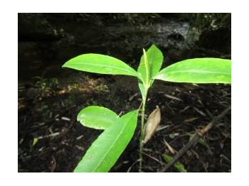 Descubrimiento de nuevos ejemplares de pitao (Pitavia punctata) en la Reserva Nacional Nonguén, Región del Biobío.