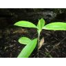 Descubrimiento de nuevos ejemplares de pitao (Pitavia punctata) en la Reserva Nacional Nonguén, Región del Biobío.