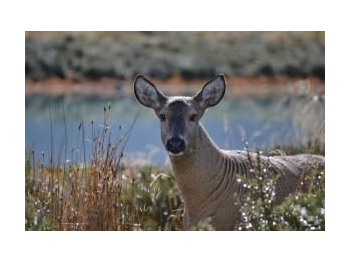 Estado actual del conocimiento del huemul (Hippocamelus bisulcus) en Chile