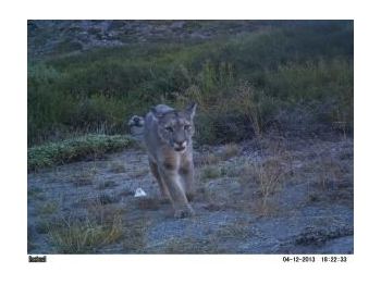Revisión de las subespecies de Puma concolor (Linnaeus, 1771) (Carnivora, Felidae) presentes en Chile en base a información proveniente de áreas silvestres protegidas del país