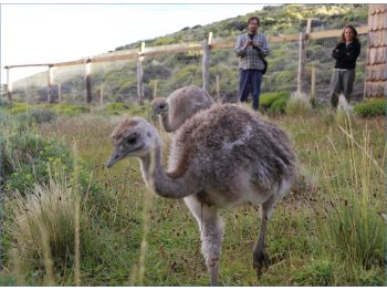 Acciones para la recuperación y conservación del ñandú (Rhea pennata pennata) en el Parque Patagonia
